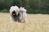 TERRIER DU TIBET 015